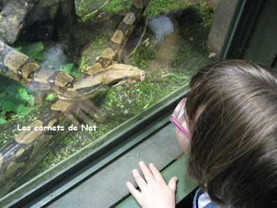 Une petite charmeuse de serpent…-1